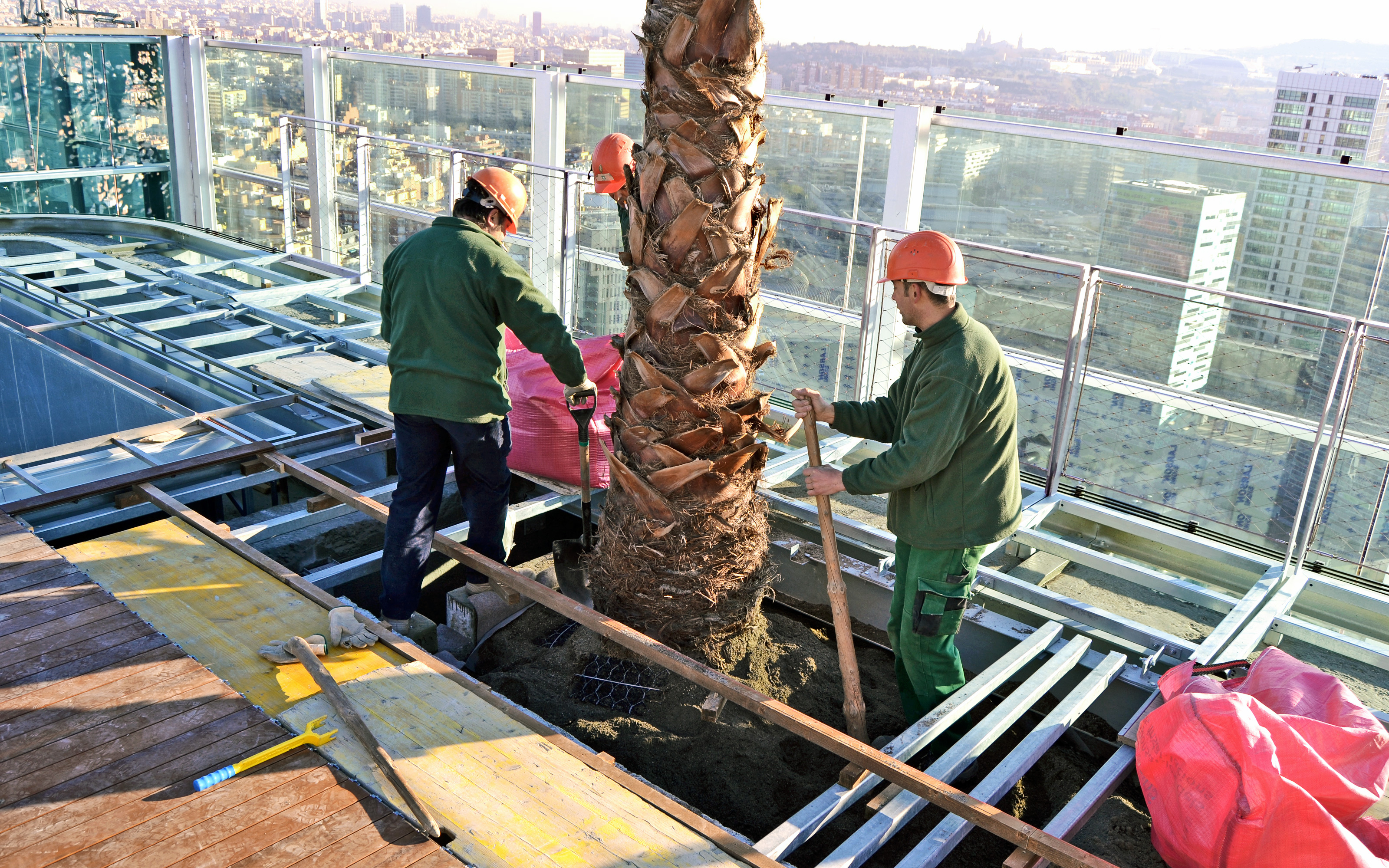 The large palm trees were positioned within the planters by joining forces.   Gardeners positioning a palm tree on a rooftop garden